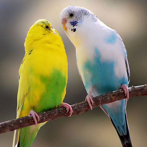 I Always Want A Pet Bird..